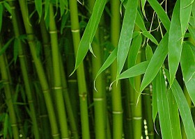 Използването на бамбук в козметологията