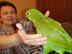 Плах питомен папагал как да го направите ръчно