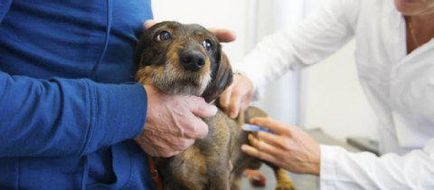 Ваксинации кучета на възраст над масата на годишните ваксинации
