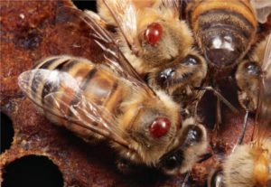 Профилактичното лечение и лечение след зимуване пчели пружина