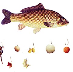 Прости рецепти и съвети за риболовна стръв за шаран и шаран - риболов - информация