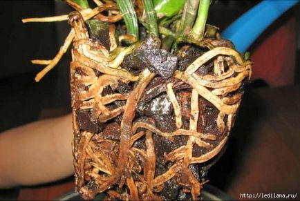 Обикновено съвети за това как да се съживи орхидеята, дори и ако корените са изгнили