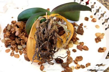 Обикновено съвети за това как да се съживи орхидеята, дори и ако корените са изгнили