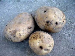 Червеи в картофи, как да се отървете