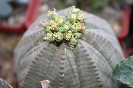 -Често срещаните видове euphorbias (млечок)