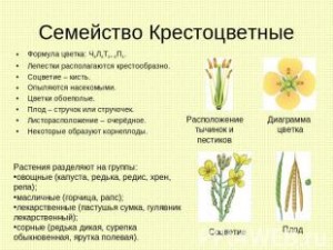 Растенията от семейството на зелето - знаците и разликите, снимка кръстоцветни