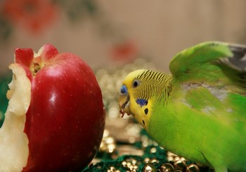 Диета и хранене папагалчета у дома