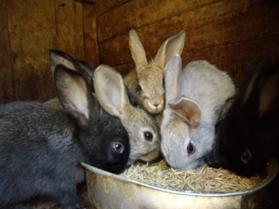 Развъждане на зайци у дома за начинаещи как да растат и да се пазят