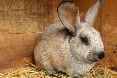Развъждане на зайци у дома за начинаещи как да растат и да се пазят