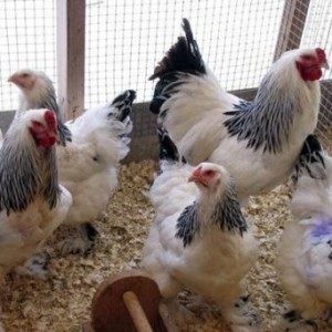поддръжка кокошки за разплод и грижи в дома (условия) поддръжка кокошки за разплод и грижи в дома