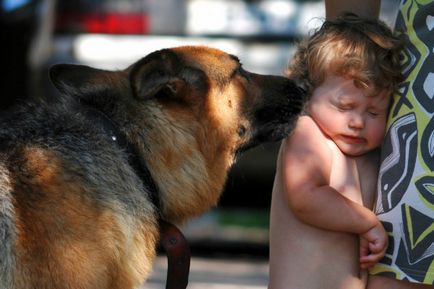 Детето се страхува от кучета разрушат всички възможни причини