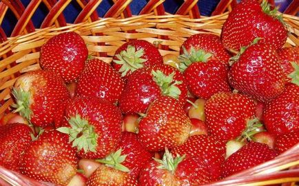 Ремонтантна ягоди