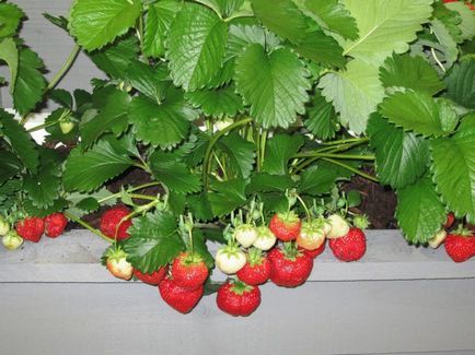 Ремонтантна ягоди