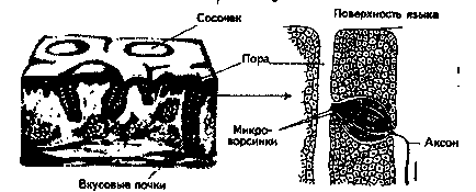 вкусовите рецептори