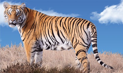 Фигура тигър - уроци по рисуване