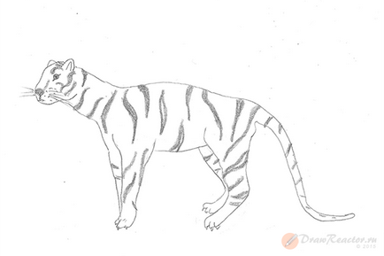 Фигура тигър - уроци по рисуване