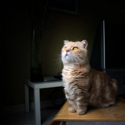 Червената котка в къщата - това е парче от слънцето, една от дама - женско списание