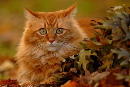 Червената котка като цвета на козината да повлияе на същността на животното
