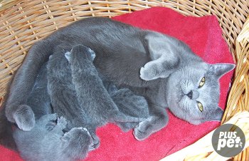 Раждане британски обучение котка и помощ