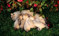 Раждане при котките, да помогне с раждането, британска котка, преди и след раждане, раждане признаци на котката,