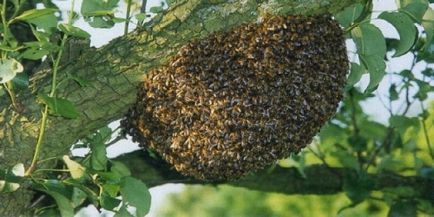 Гъмжеше пчели причини, как да се спре, превенция