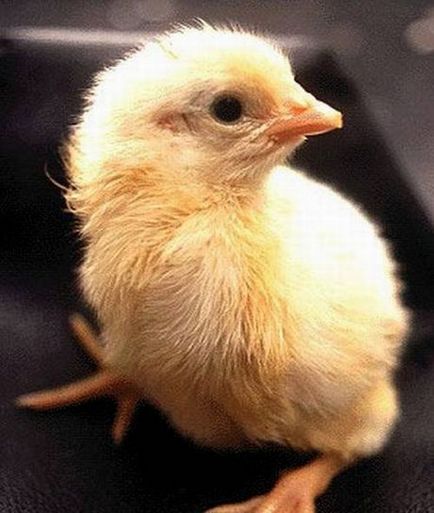 Раждането на пиле
