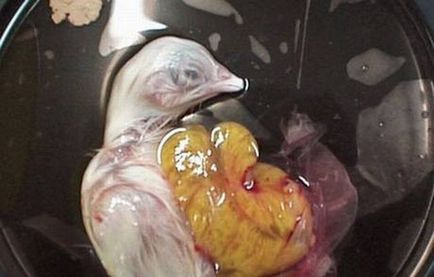 Раждането на пиле