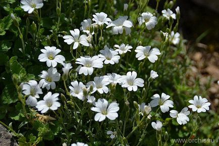 Градински цветя засаждане и грижи, отглеждане, размножаване, описание, снимка