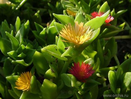 Градински цветя засаждане и грижи, отглеждане, размножаване, описание, снимка