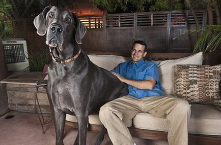 Най-голямото куче в света на снимки, видео