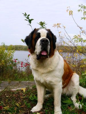 Най-голямото куче в света и България в топ 6 със снимки
