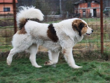 Най-голямото куче в света и България в топ 6 със снимки