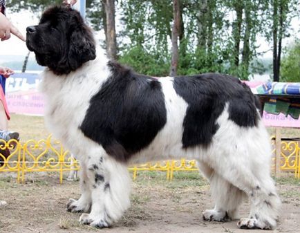 Най-голямото куче в света 1