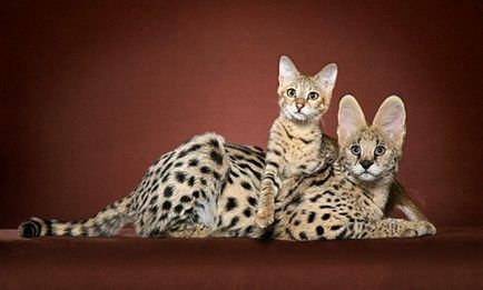 Най-редките породи котки в света