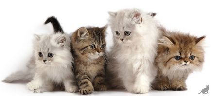 Най-редките породи котки във видовете световни и описанията