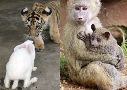 Най-странното двойка животното - необичайни факти