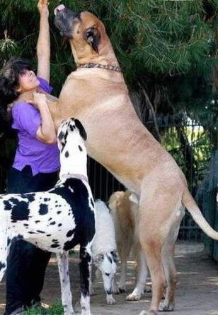 Най-умните и най-голямото куче в света