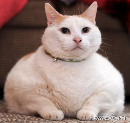 Най-дебелата котка в света
