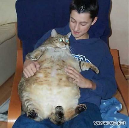 Най-дебелата котка в света