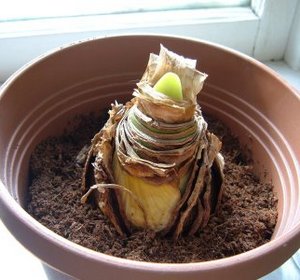Най-важното нещо за вътрешни Amaryllis цветя и се грижи за него като у дома си