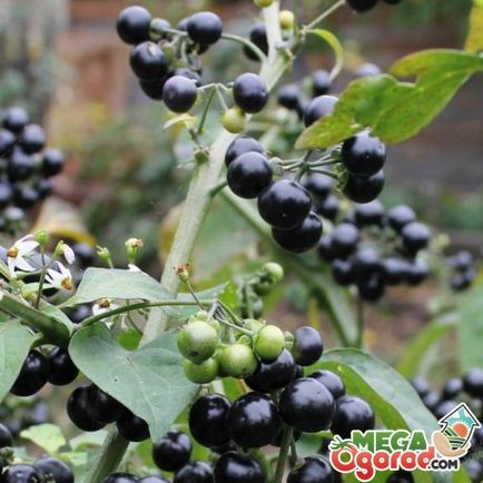 Sunberry описание, култивиране на семена и свойства на плодове