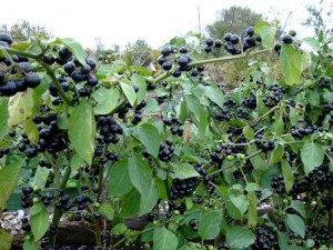 Sunberry - расте от семена
