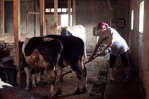 Плевня за говеда - как да се изгради безопасно убежище за кравите с техните ръце видео