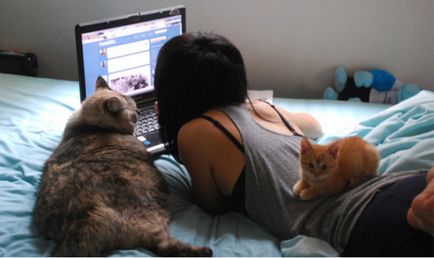 за котка собственик сайтове десетте най-добри за тези, които живеят с котки