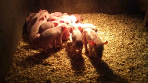 Балансираните хранене прасенца 1 до 6 месец - ключът към здравословен и голямо животно
