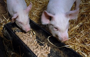 Балансираните хранене прасенца от 1 до 6 месеца - ключът към здравословен и голямо животно