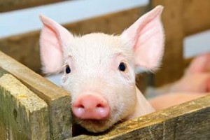 Балансираните хранене прасенца от 1 до 6 месеца - ключът към здравословен и голямо животно