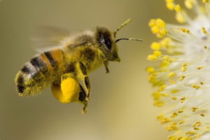 Събиране на пчелен прашец