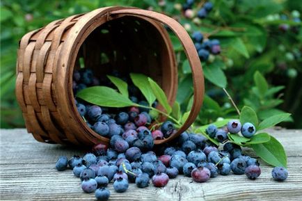 Берем плодове Бери календар и полезните свойства на плодове