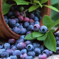 Берем плодове Бери календар и полезните свойства на плодове